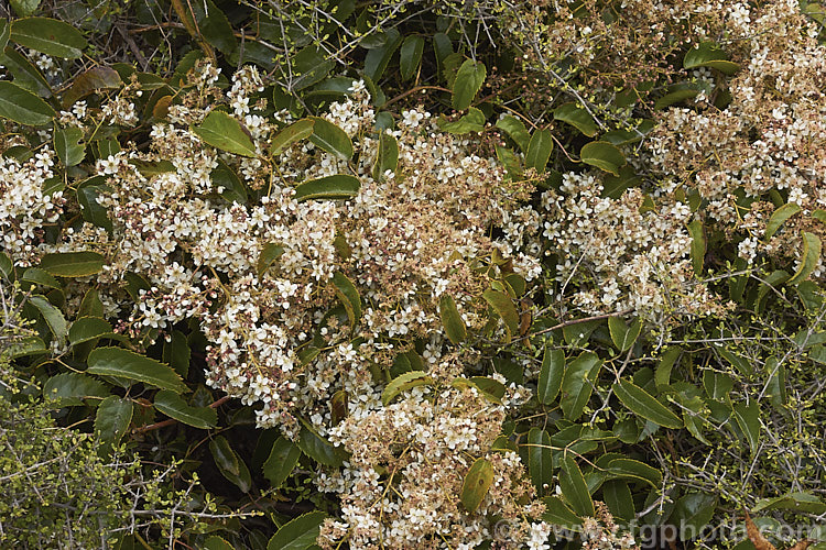 Bush Lawyer or Tataramoa (<i>Rubus cissoides</i>), an evergreen to deciduous vine native to New Zealand, where it occurs through most of the country. It can climb to 9m or more and the stems and undersides of the leaf midrib bear very sharp, recurved spines. The white flowers shown here are up to 12mm diameter, open in spring and followed by red-tinted orange fruits.