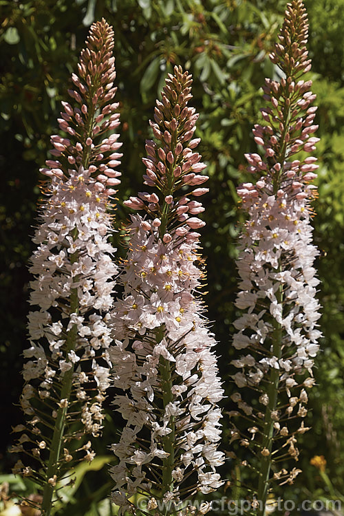 Foxtail Lily (<i>Eremurus robustus</i>), a spring-flowering perennial native to Central Asia where it occurs in the Tien. Shan and Pamir mountains. The flower spike can grow to 18m tall and the flower colour, typically white with a pink blush, extends to pink and yellow shades in cultivated plants. eremurus-2239htm'>Eremurus.