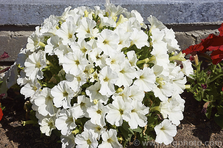 Petunia 'Picobella. White', one of the Picobella series of miniature petunias which form dense bushy plan. Solanaceae ts with an abundance of 35-50mm wide flowers over a long season. They are ideal for narrow borders or pots