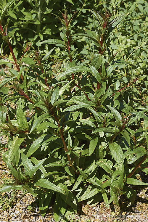 Small-flowered Hairy Willow. Herb or Hoary Willowherb (<i>Epilobium parviflorum</i>), an annual or short-lived perennial that is usually seen as a weed of uncultivated ground. Originally native to Eurasia, it is now widespread in the temperate zones. epilobium-2285htm'>Epilobium. <a href='onagraceae-plant-family-photoshtml'>Onagraceae</a>.