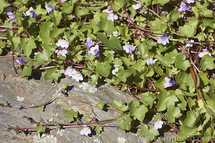 Kenilworth. Ivy or Ivy-leaved Toadflax (<i>Cymbalaria muralis</i>) growing in gaps in the mortar of a brick wall. Originally from southwestern and central Europe, this fleshy-leafed evergreen perennial has naturalised in many temperate areas. cymbalaria-2844htm'>Cymbalaria. <a href='plantaginaceae-plant-family-photoshtml'>Plantaginaceae</a>.