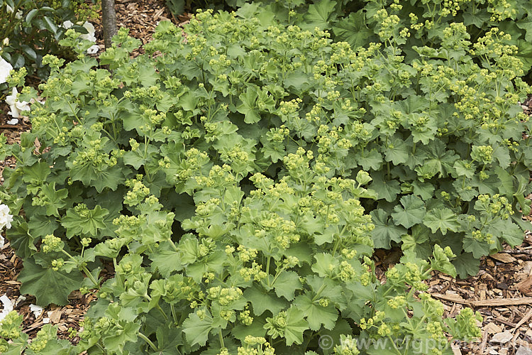 Alchemilla mollis 'Thriller', a cultivar of the common. Lady's Mantle that differs from the species in being larger and heavier flowering. Alchemilla mollis is a summer-flowering herbaceous perennial native to the eastern Carpathian. Mountains and the Caucasus It has a rather sprawling growth habit and looks especially attractive after rain or heavy dew, when water droplets form silver beads on the finely downy foliage. alchemilla-2275htm'>Alchemilla.