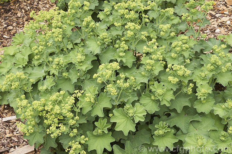 Alchemilla mollis 'Thriller', a cultivar of the common. Lady's Mantle that differs from the species in being larger and heavier flowering. Alchemilla mollis is a summer-flowering herbaceous perennial native to the eastern Carpathian. Mountains and the Caucasus It has a rather sprawling growth habit and looks especially attractive after rain or heavy dew, when water droplets form silver beads on the finely downy foliage. alchemilla-2275htm'>Alchemilla.