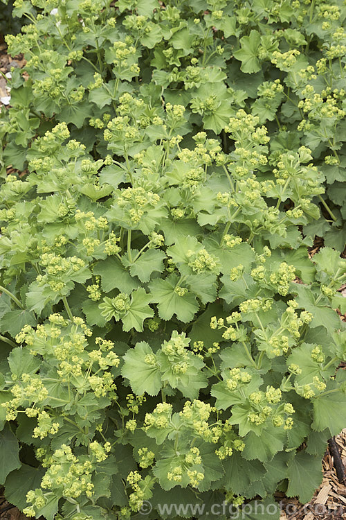 Alchemilla mollis 'Thriller', a cultivar of the common. Lady's Mantle that differs from the species in being larger and heavier flowering. Alchemilla mollis is a summer-flowering herbaceous perennial native to the eastern Carpathian. Mountains and the Caucasus It has a rather sprawling growth habit and looks especially attractive after rain or heavy dew, when water droplets form silver beads on the finely downy foliage. alchemilla-2275htm'>Alchemilla.