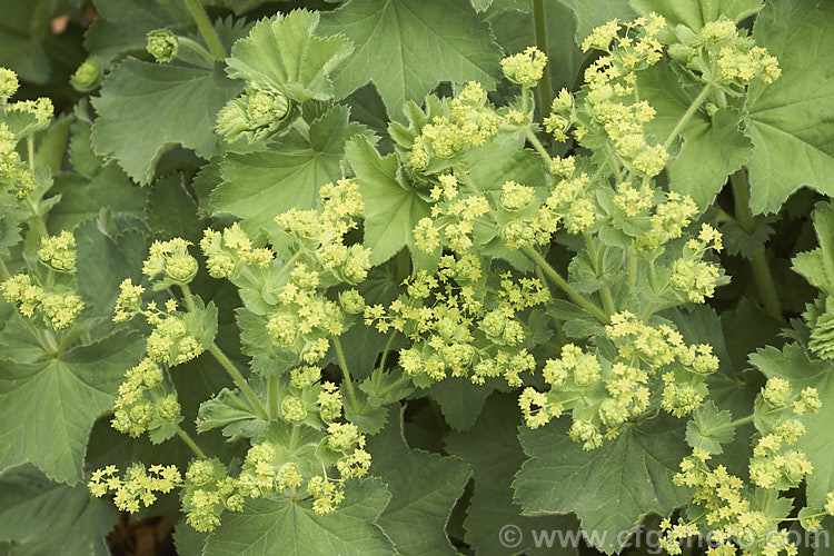 Alchemilla mollis 'Thriller', a cultivar of the common. Lady's Mantle that differs from the species in being larger and heavier flowering. Alchemilla mollis is a summer-flowering herbaceous perennial native to the eastern Carpathian. Mountains and the Caucasus It has a rather sprawling growth habit and looks especially attractive after rain or heavy dew, when water droplets form silver beads on the finely downy foliage. alchemilla-2275htm'>Alchemilla.