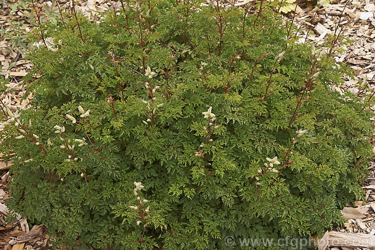 Aruncus aethusifolius 'Noble Spirit', a very compact cultivar of summer-flowering herbaceous perennial native to Korea. Its flower stems grow to around 30cm tall, as opposed to the 50cm of the parent species