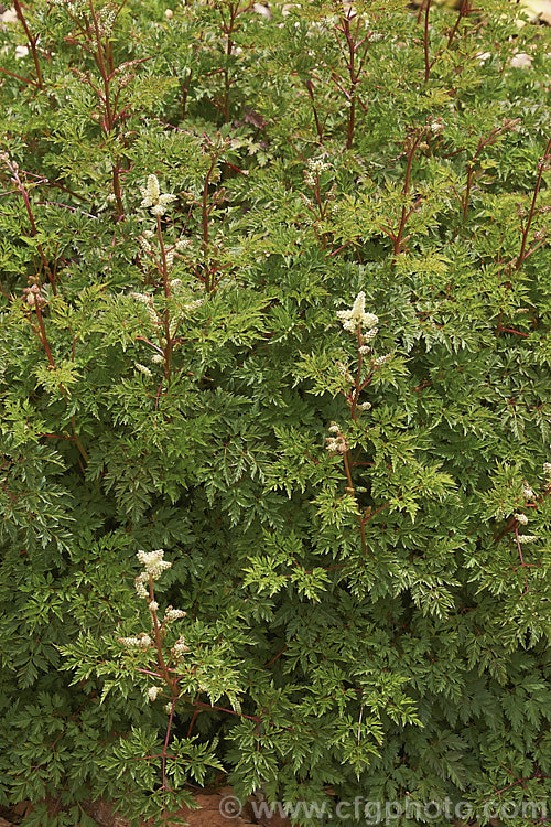 Aruncus aethusifolius 'Noble Spirit', a very compact cultivar of summer-flowering herbaceous perennial native to Korea. Its flower stems grow to around 30cm tall, as opposed to the 50cm of the parent species