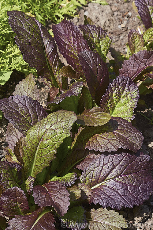 Brassica juncea 'Giant Red', a mustard cultivar with broad, purple-red-tinted foliage that may be used as a salad green. Order: Brassicales, Family: Brassicaceae