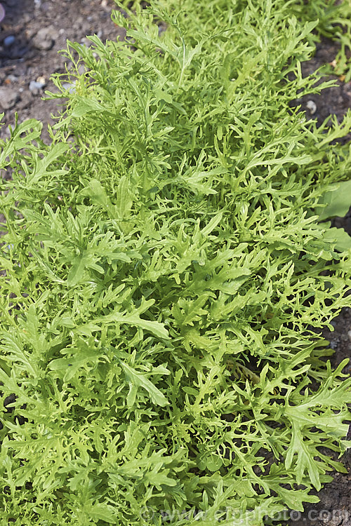 Brassica juncea 'Streaks', a mustard cultivar with finely divided bright green leaves. It may be used as a salad green. Order: Brassicales, Family: Brassicaceae