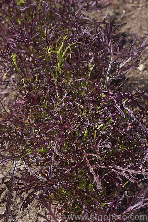 'Red Coral' Mizuna, a cultivar of Brassica rapa (syn. Brassica rapa nipposinica</i>), a leaf crop that may be used raw as a salad green or cooked by steaming, boiling or stir frying. Despite being a Japanese staple, it most likely originated in China. Order: Brassicales, Family: Brassicaceae