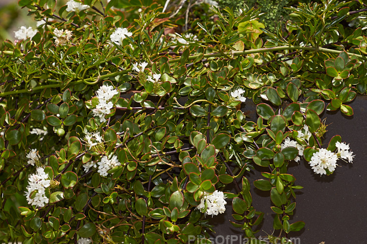 <i>Veronica decumbens</i> (syn. <i>Hebe decumbens</i>), an evergreen, early-summer-flowering shrub found in the subalpine and low alpine regions (at elevations of 450-1370m</i>) of the northern half of the South Island of New Zealand. It has a low, spreading habit but can mound up to over 30cm high. Order: Lamiales, Family: Plantaginaceae
