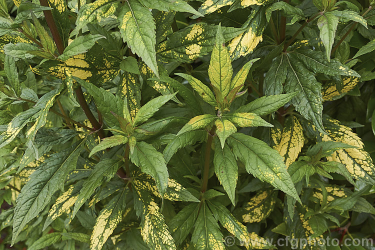 An unnamed gold-mottled variegated form of Hemp. Agrimony (<i>Eupatorium cannabinum</i>), a late summer-flowering European perennial that can grow to 24m tall It has been used in herbal medicines since ancient times. eupatorium-2968htm'>Eupatorium.