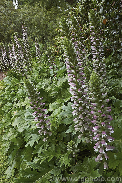 The impressive and distinctive flower spikes of Bear's Breeches (<i>Acanthus mollis</i>), a usually evergreen summer-flowering perennial native to southwest Europe and North Africa. It was often featured in ancient Greek and Roman designs. Order: Lamiales, Family: Acanthaceae