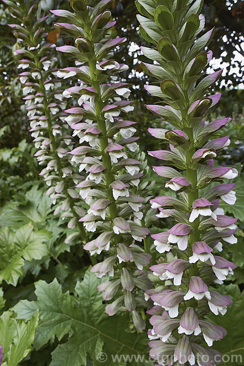 The impressive and distinctive flower spikes of Bear's Breeches (<i>Acanthus mollis</i>), a usually evergreen summer-flowering perennial native to southwest Europe and North Africa. It was often featured in ancient Greek and Roman designs. Order: Lamiales, Family: Acanthaceae