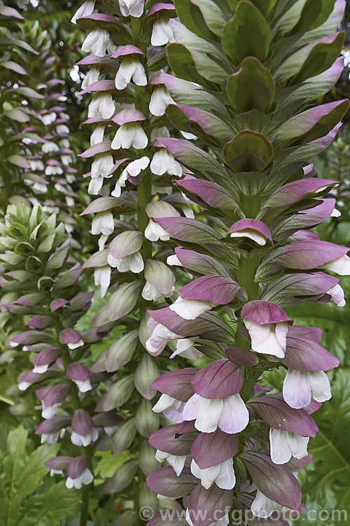 The impressive and distinctive flower spikes of Bear's Breeches (<i>Acanthus mollis</i>), a usually evergreen summer-flowering perennial native to southwest Europe and North Africa. It was often featured in ancient Greek and Roman designs. Order: Lamiales, Family: Acanthaceae