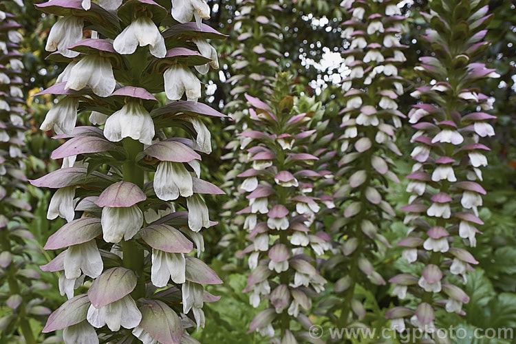 The impressive and distinctive flower spikes of Bear's Breeches (<i>Acanthus mollis</i>), a usually evergreen summer-flowering perennial native to southwest Europe and North Africa. It was often featured in ancient Greek and Roman designs. Order: Lamiales, Family: Acanthaceae