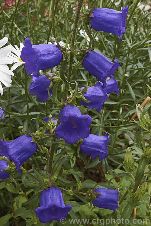 Canterbury Bells or Cup and Saucer (<i>Campanula medium</i>), a southern European biennial grown as an annual bedding plant and as a cut flower. Its erect stems with heavy flowers often need staking to prevent wind damage. Order: Asterales, Family: Campanulaceae