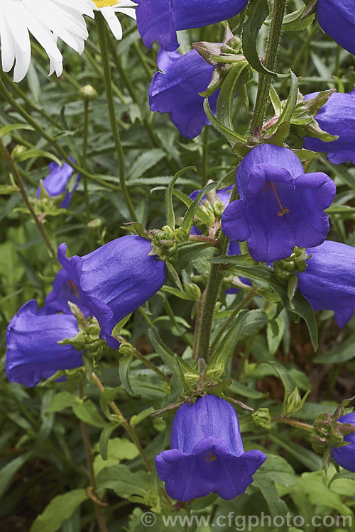 Canterbury Bells or Cup and Saucer (<i>Campanula medium</i>), a southern European biennial grown as an annual bedding plant and as a cut flower. Its erect stems with heavy flowers often need staking to prevent wind damage. Order: Asterales, Family: Campanulaceae