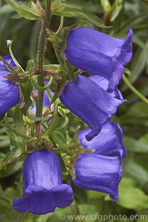 Canterbury Bells or Cup and Saucer (<i>Campanula medium</i>), a southern European biennial grown as an annual bedding plant and as a cut flower. Its erect stems with heavy flowers often need staking to prevent wind damage. Order: Asterales, Family: Campanulaceae