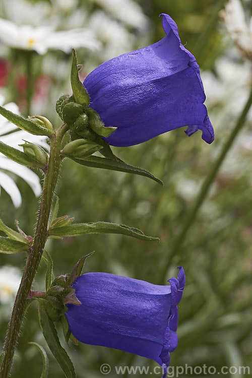 Canterbury Bells or Cup and Saucer (<i>Campanula medium</i>), a southern European biennial grown as an annual bedding plant and as a cut flower. Its erect stems with heavy flowers often need staking to prevent wind damage. Order: Asterales, Family: Campanulaceae