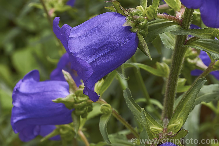 Canterbury Bells or Cup and Saucer (<i>Campanula medium</i>), a southern European biennial grown as an annual bedding plant and as a cut flower. Its erect stems with heavy flowers often need staking to prevent wind damage. Order: Asterales, Family: Campanulaceae