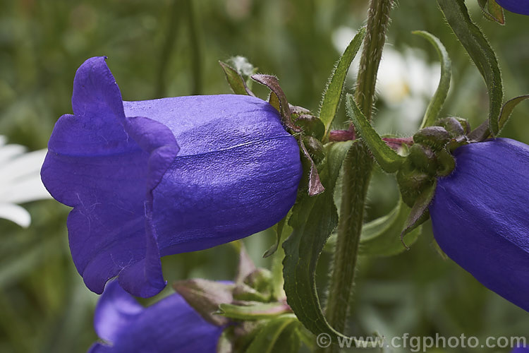 Canterbury Bells or Cup and Saucer (<i>Campanula medium</i>), a southern European biennial grown as an annual bedding plant and as a cut flower. Its erect stems with heavy flowers often need staking to prevent wind damage. Order: Asterales, Family: Campanulaceae