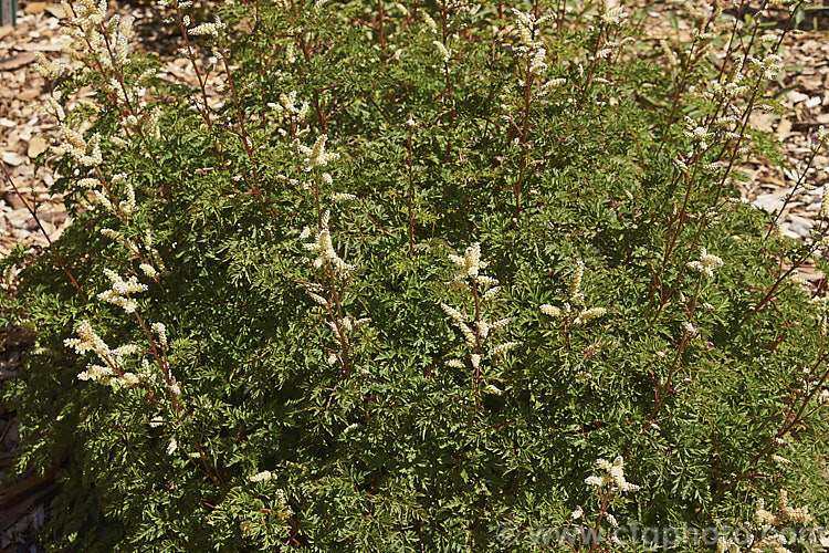 Aruncus aethusifolius 'Noble Spirit', a very compact cultivar of summer-flowering herbaceous perennial native to Korea. Its flower stems grow to around 30cm tall, as opposed to the 50cm of the parent species. Order: Rosales, Family: Rosaceae