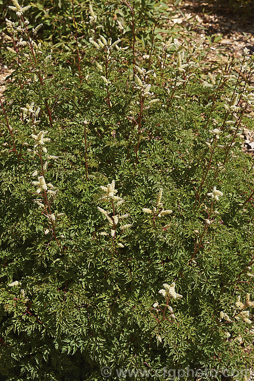 Aruncus aethusifolius 'Noble Spirit', a very compact cultivar of summer-flowering herbaceous perennial native to Korea. Its flower stems grow to around 30cm tall, as opposed to the 50cm of the parent species. Order: Rosales, Family: Rosaceae