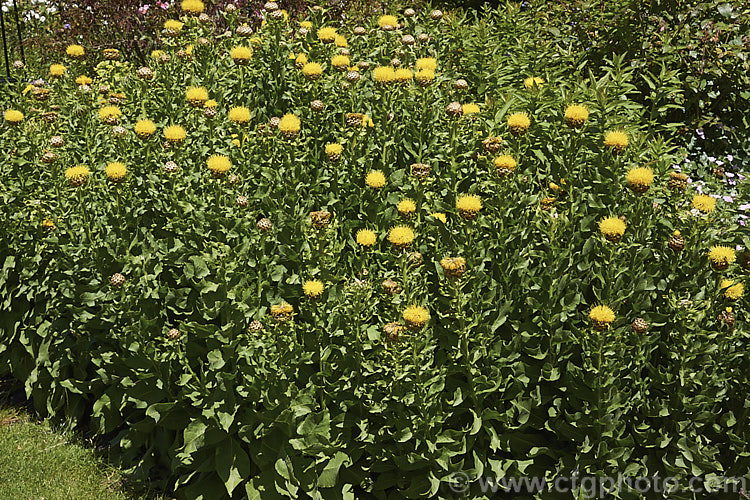 Centaurea macrocephala, a very hardy perennial native to the Caucasus It flowers in late spring and early summer and grows to around 1m high x 1.2m wide. Order: Asterales, Family: Asteraceae