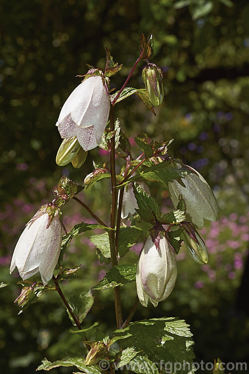 Korean Bellflower (<i>Campanula takesimana</i>), a summer-flowering herbaceous perennial native to Korea. The flowers range in colour from white to deep purple-pink and are borne on stems up to 60cm tall. Order: Asterales, Family: Campanulaceae