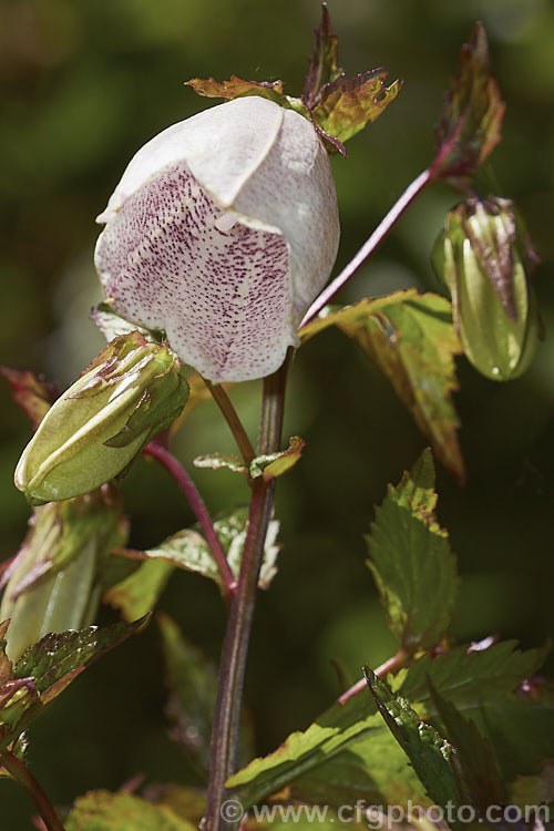 Korean Bellflower (<i>Campanula takesimana</i>), a summer-flowering herbaceous perennial native to Korea. The flowers range in colour from white to deep purple-pink and are borne on stems up to 60cm tall. Order: Asterales, Family: Campanulaceae