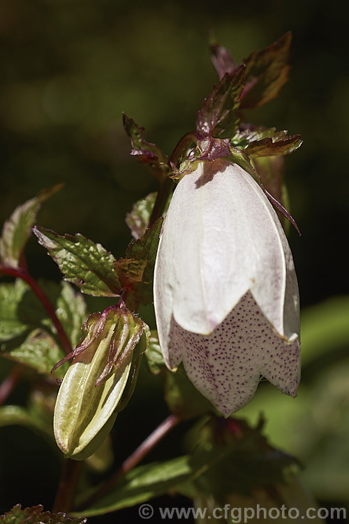 Korean Bellflower (<i>Campanula takesimana</i>), a summer-flowering herbaceous perennial native to Korea. The flowers range in colour from white to deep purple-pink and are borne on stems up to 60cm tall. Order: Asterales, Family: Campanulaceae