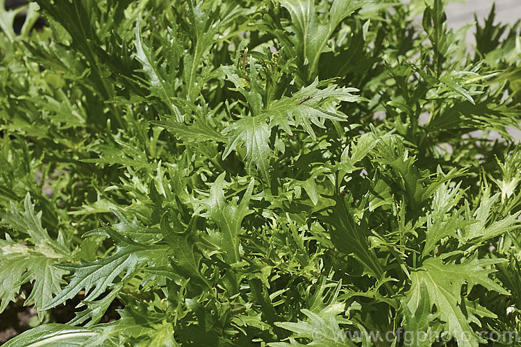 Japanese Mustard or Japanese Greens (<i>Brassica rapa [syn. Brassica rapa nipposinica]), a leaf crop that may be used raw as a salad green or cooked by steaming, boiling or stir frying. Despite being a Japanese staple, it most likely originated in China. Order: Brassicales, Family: Brassicaceae