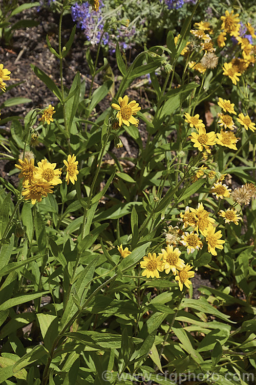 Chamisso Arnica (<i>Arnica chamissonis</i>), an early summer-flowering herbaceous perennial daisy native to western North America, where it occurs from the Arctic to northern Mexico. In the northern central part of its range it also extends to eastern Canada. Order: Asterales, Family: Asteraceae