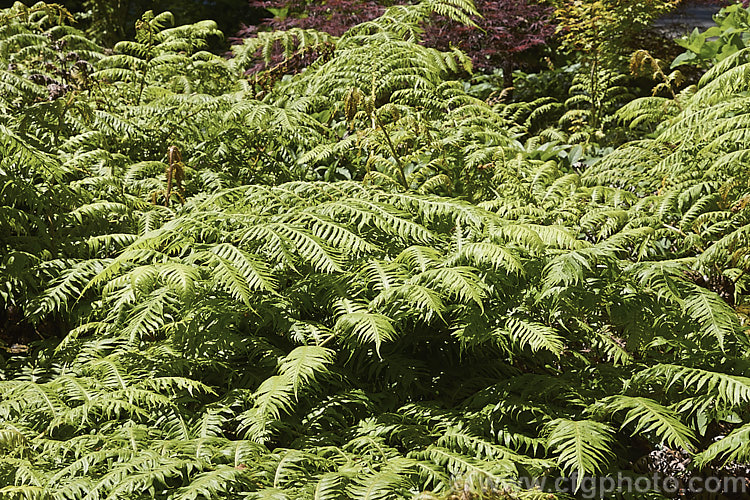 Chain Fern or European Chain Fern (<i>Woodwardia radicans</i>), a strong-growing, tough-stemmed evergreen fern that spread from stout rhizomes. It occurs in southwestern Europe and the nearby Atlantic islands. The chain-like arrangement of the sporangia (unusually, often more visible on the upper surfaces than the undersides</i>) is very distinctive. Mature clumps can mound to 18m tall with fronds up to 2m long. Order: Polypodiales, Family: Blechnaceae