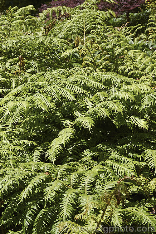 Chain Fern or European Chain Fern (<i>Woodwardia radicans</i>), a strong-growing, tough-stemmed evergreen fern that spread from stout rhizomes. It occurs in southwestern Europe and the nearby Atlantic islands. The chain-like arrangement of the sporangia (unusually, often more visible on the upper surfaces than the undersides</i>) is very distinctive. Mature clumps can mound to 18m tall with fronds up to 2m long. Order: Polypodiales, Family: Blechnaceae