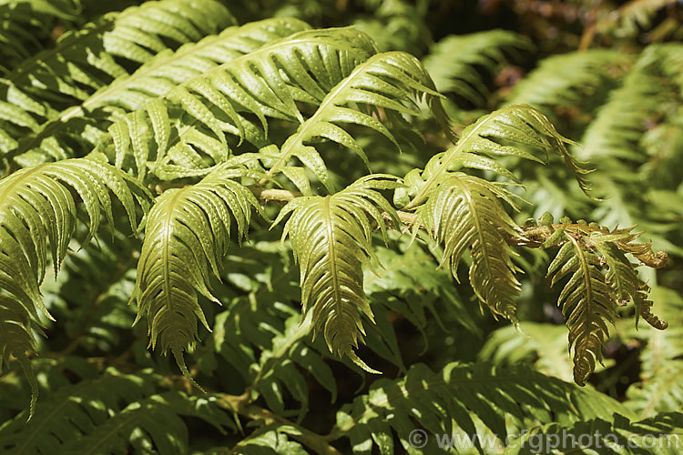 Chain Fern or European Chain Fern (<i>Woodwardia radicans</i>), a strong-growing, tough-stemmed evergreen fern that spread from stout rhizomes. It occurs in southwestern Europe and the nearby Atlantic islands. The chain-like arrangement of the sporangia (unusually, often more visible on the upper surfaces than the undersides</i>) is very distinctive. Mature clumps can mound to 18m tall with fronds up to 2m long. Order: Polypodiales, Family: Blechnaceae