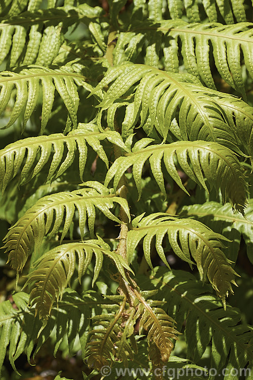 Chain Fern or European Chain Fern (<i>Woodwardia radicans</i>), a strong-growing, tough-stemmed evergreen fern that spread from stout rhizomes. It occurs in southwestern Europe and the nearby Atlantic islands. The chain-like arrangement of the sporangia (unusually, often more visible on the upper surfaces than the undersides</i>) is very distinctive. Mature clumps can mound to 18m tall with fronds up to 2m long. Order: Polypodiales, Family: Blechnaceae