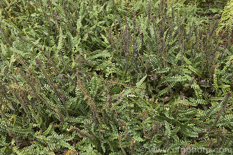 Blechnum penna-marina, a creeping rhizomatous fern with very distinct fertile fronds. It is often found growing in rock crevices and occurs over much of the temperate and Subantarctic Southern Hemisphere. Order: Polypodiales, Family: Blechnaceae