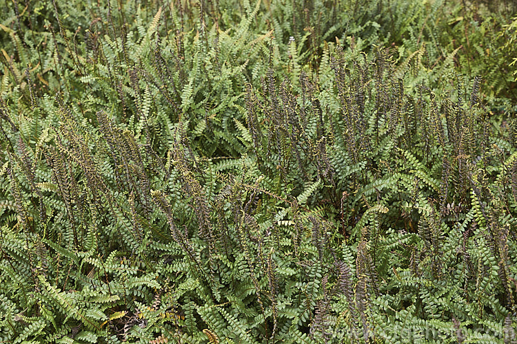 Blechnum penna-marina, a creeping rhizomatous fern with very distinct fertile fronds. It is often found growing in rock crevices and occurs over much of the temperate and Subantarctic Southern Hemisphere. Order: Polypodiales, Family: Blechnaceae