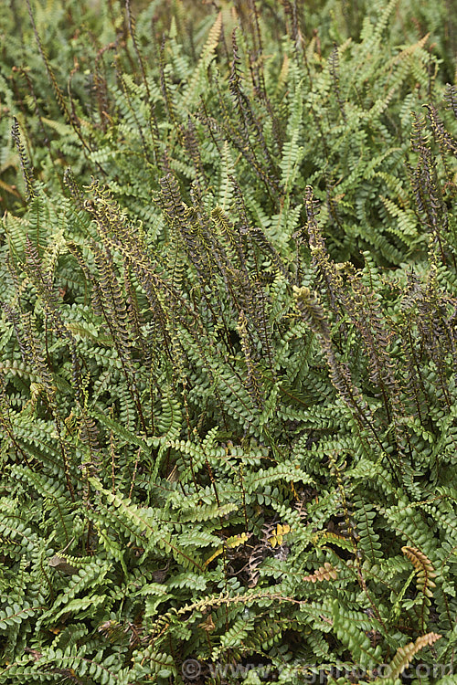 Blechnum penna-marina, a creeping rhizomatous fern with very distinct fertile fronds. It is often found growing in rock crevices and occurs over much of the temperate and Subantarctic Southern Hemisphere. Order: Polypodiales, Family: Blechnaceae