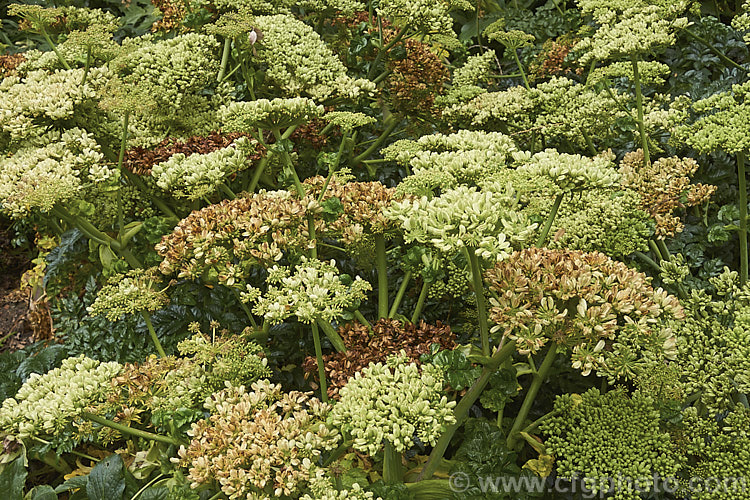 Angelica pachycarpa photo at Pictures of Plants stock image library