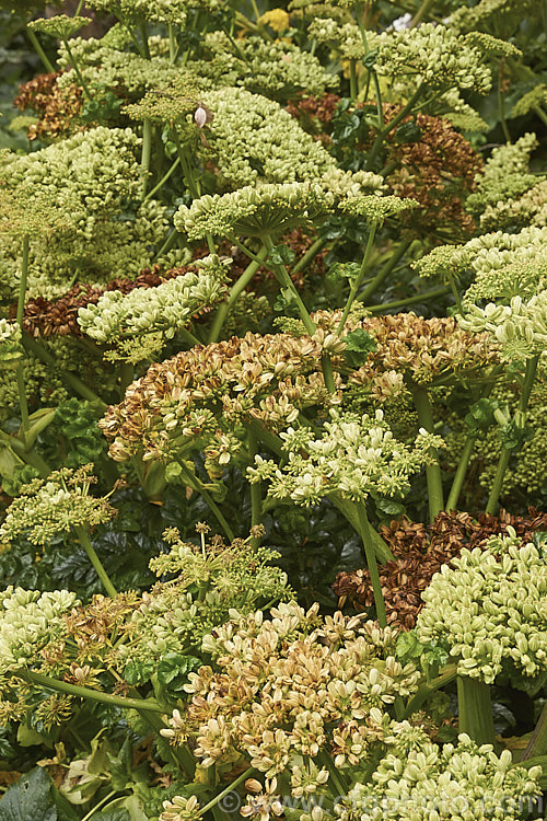 Angelica pachycarpa, an evergreen or near-evergreen spring-flowering perennial cultivated for its very glossy foliage, which is sometimes used as an ornamental garnish. Order: Apiales, Family: Apiaceae