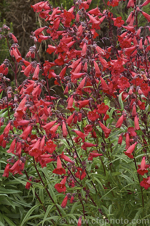 Penstemon 'Firebird' photo at Pictures of Plants stock image library