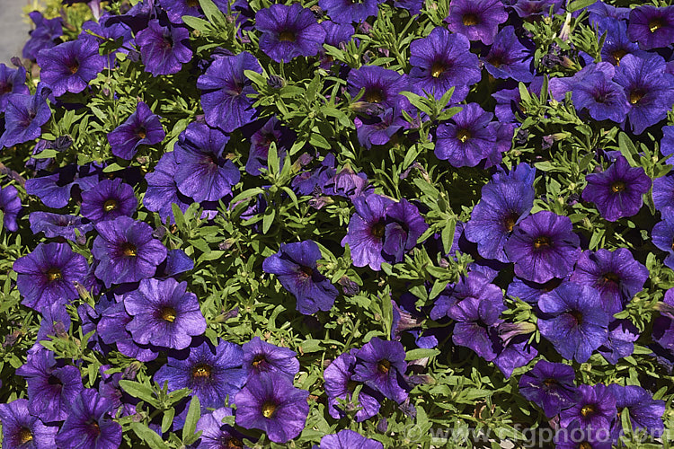 Calibrachoa 'Callie Dark Blue', while definitely more purple than blue, this vigorous. Calibrachoa cultivar is nevertheless a superb long-flowering plant for borders, pots or baskets. It is perennial in mild climates. Order: Solanales, Family: Solanaceae