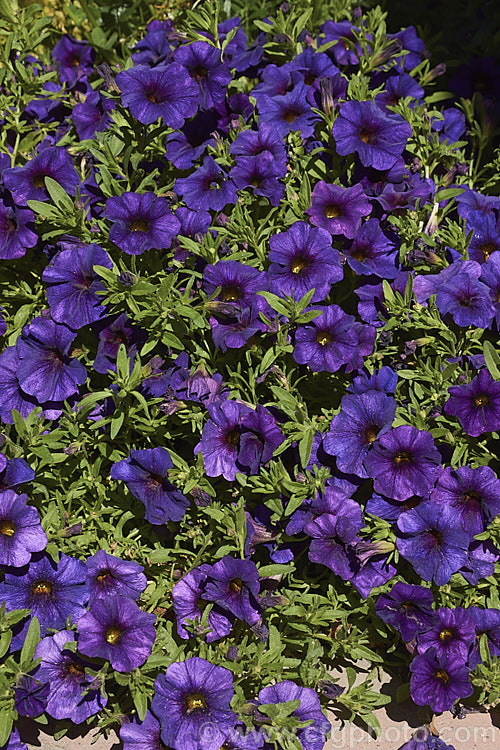 Calibrachoa 'Callie Dark Blue', while definitely more purple than blue, this vigorous. Calibrachoa cultivar is nevertheless a superb long-flowering plant for borders, pots or baskets. It is perennial in mild climates. Order: Solanales, Family: Solanaceae