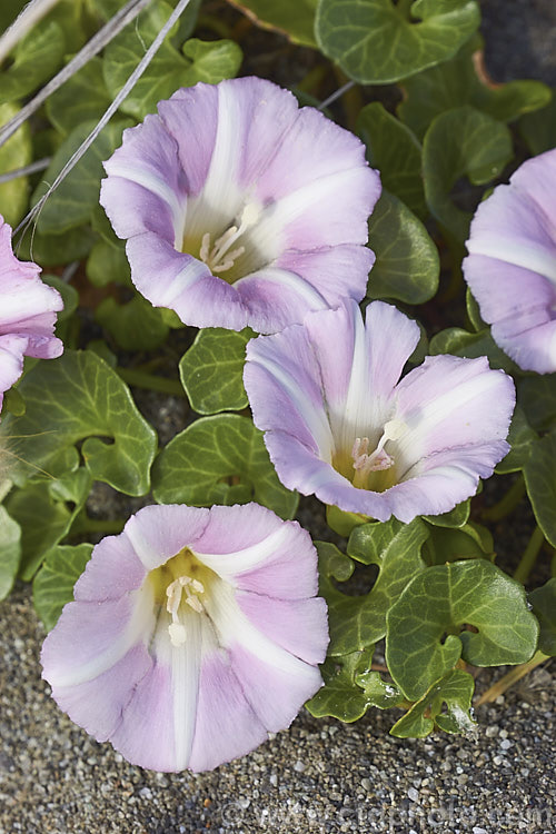 Shore Bindweed, Shore Convolvulus or Shore Morning Glory (<i>Calystegia soldanella [syn. Convolvulus soldanella]), a small, creeping, carpeting, summer-flowering perennial vine that occurs in coastal regions in temperate regions of both hemispheres. Order: Solanales, Family: Convolvulaceae