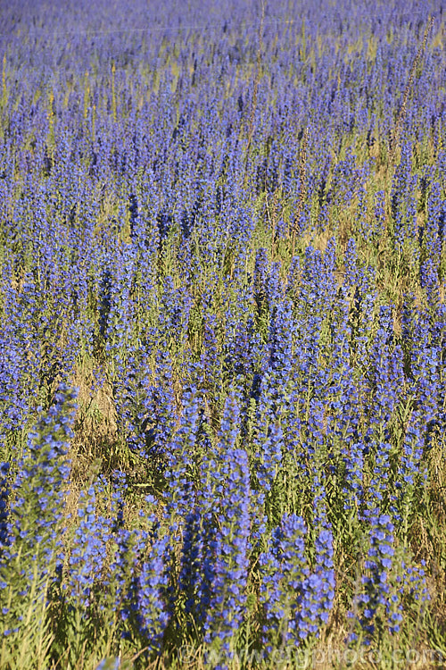 A dense field of Viper's Bugloss (<i>Echium vulgare</i>), a European biennial that grows to around 90cm tall It often occurs as a wildflower of stony ground and is popular with apiarists as a nectar source. These plants were growing wild at Birdlings. Flat, Canterbury, New Zealand, just one of the many places where this species has naturalised. echium-2237htm'>Echium.