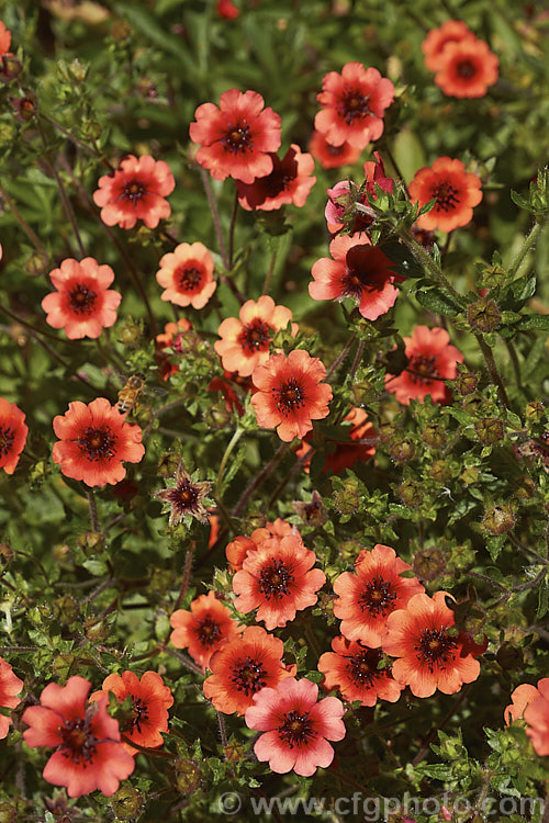 Potentilla Nepalensis 'melton Fire' Photo At Pictures Of Plants Stock 