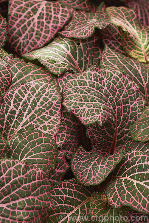 Juanita Mosaic Plant (<i>Fittonia verschaffeltii 'Juanita'), a cultivar of an evergreen. Peruvian perennial that is a popular house plant 'Juanita' has large leaves and is generally more vigorous than the species.